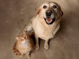 Happy healed cat and dog